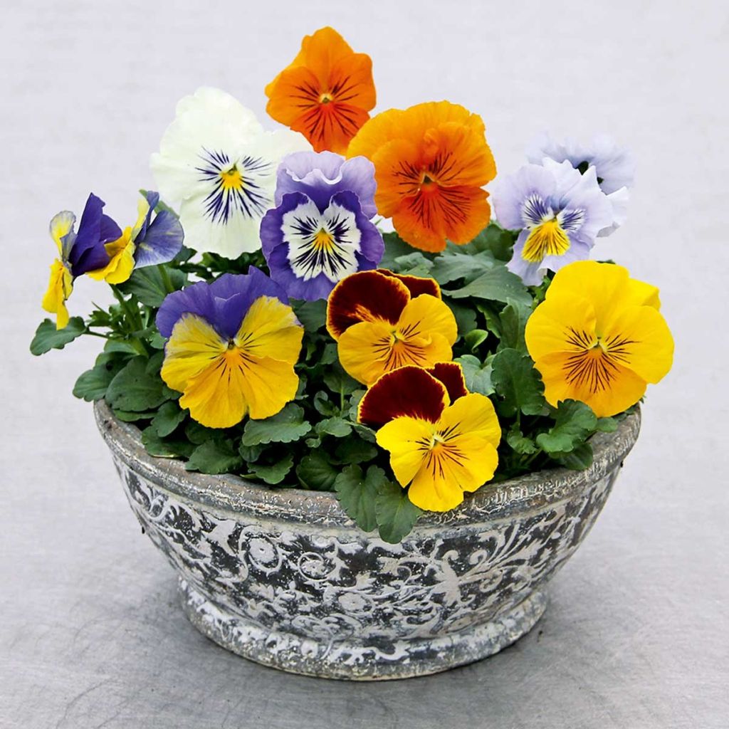 Viola Felix Pansy mini plug mix- Swiss Garden Pansy