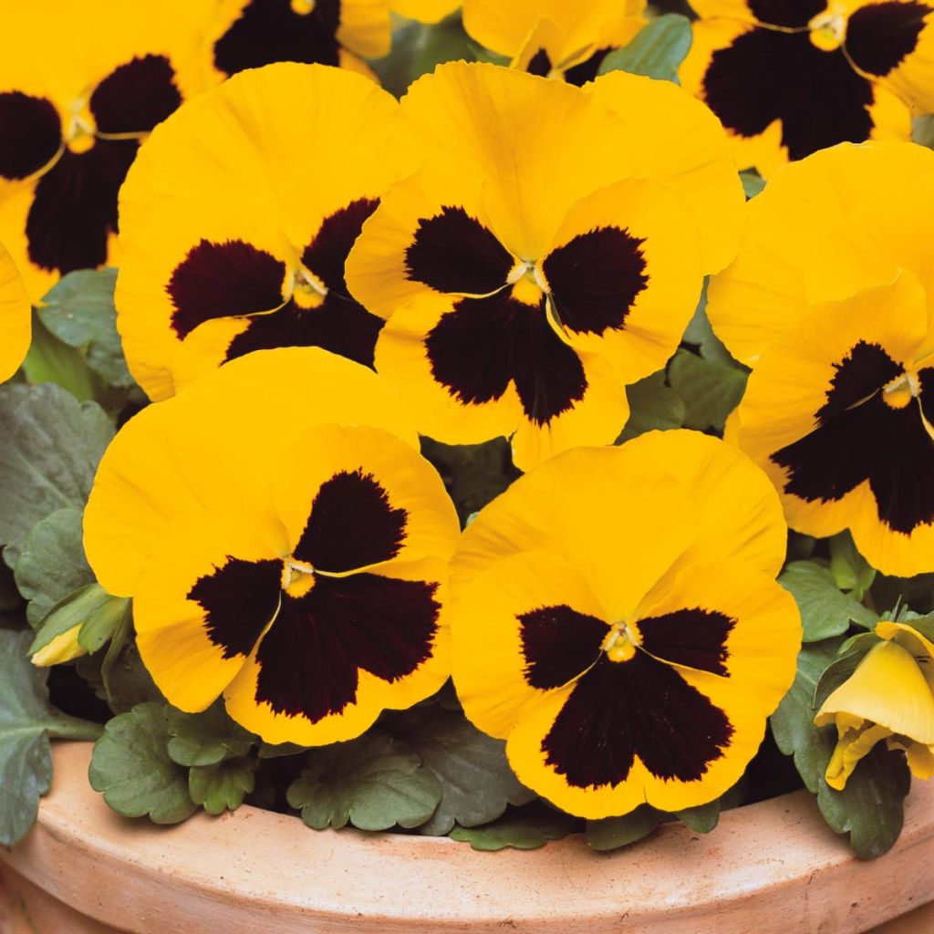 Viola hybrida Matrix F1 Yellow Blotch - Pansy