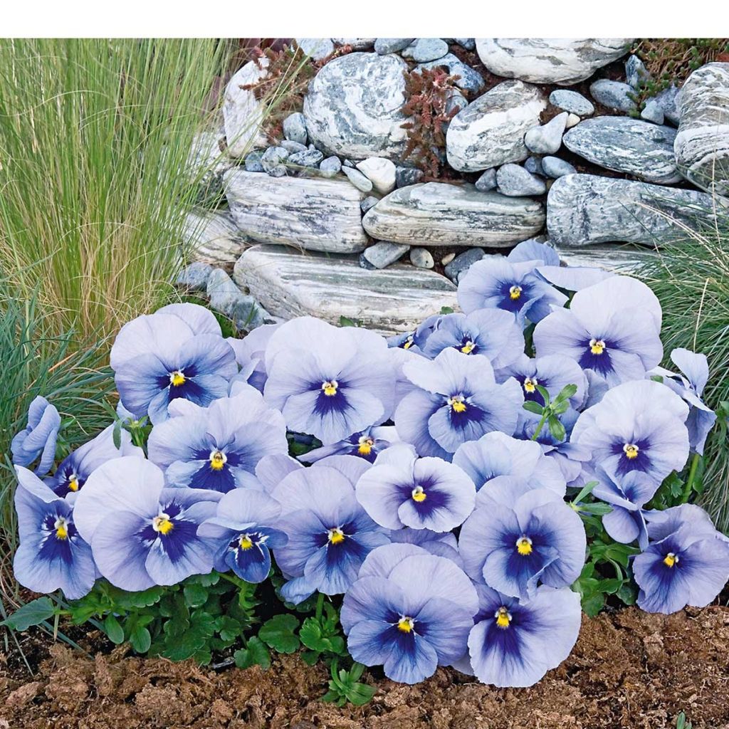 Viola  witrockiana inspire Metallic Blue Blotch - Pansy