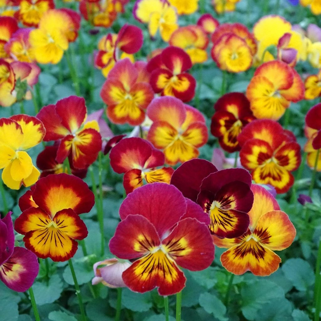 Viola Ultima Radiance Red - Medium Flowered Pansy