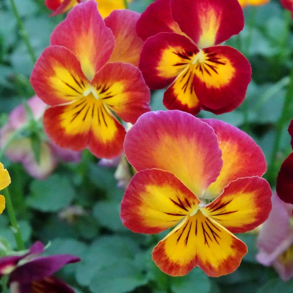 Viola Ultima Radiance Red - Medium Flowered Pansy