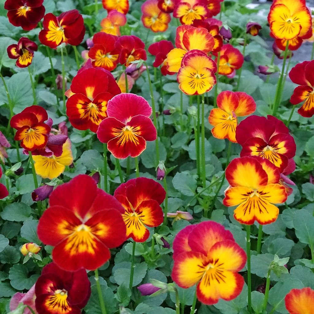 Viola Ultima Radiance Red - Medium Flowered Pansy