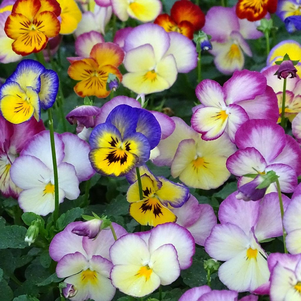 Viola wittrockiana Ultima Radiance F1 Mix- Swiss Garden Pansy