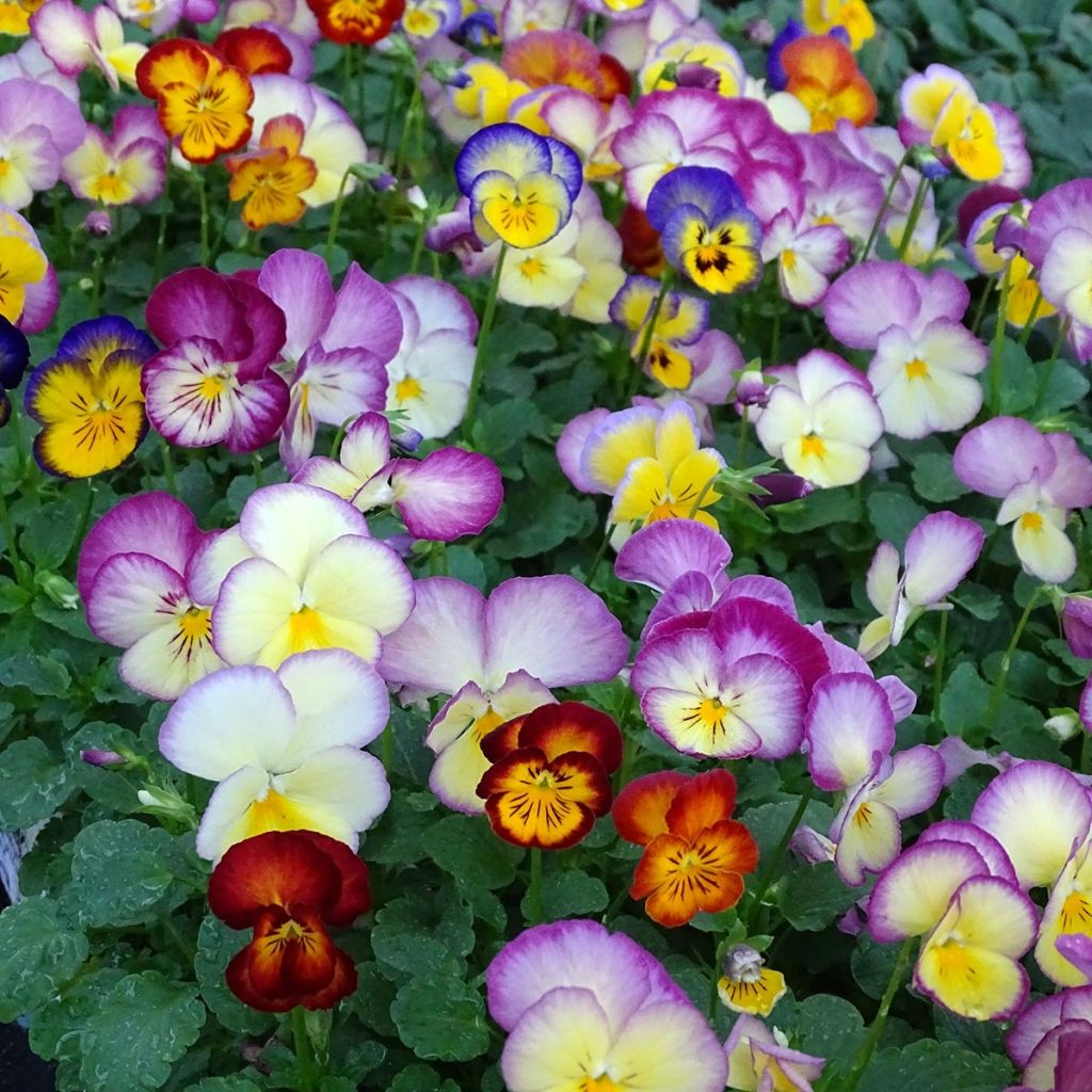 Viola wittrockiana Ultima Radiance F1 Mix- Swiss Garden Pansy