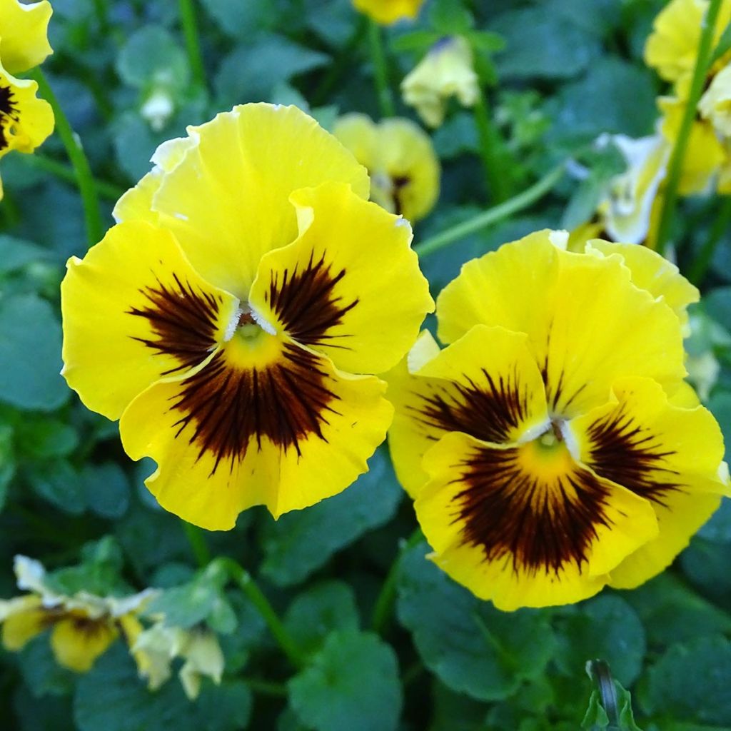 Pensée à fleurs ondulées Frizzle Yellow Mini-motte