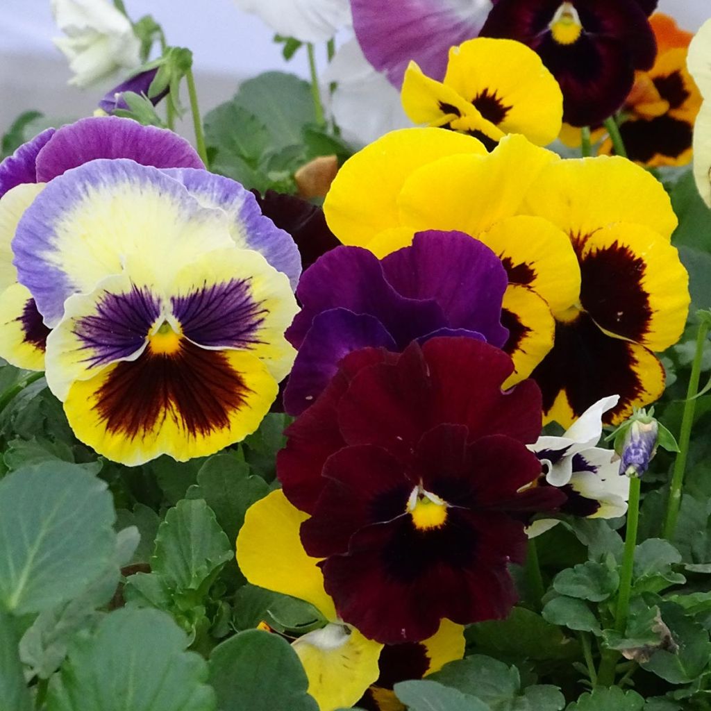 Viola wittrockiana Hercule F1 Mix- Swiss Garden Pansy