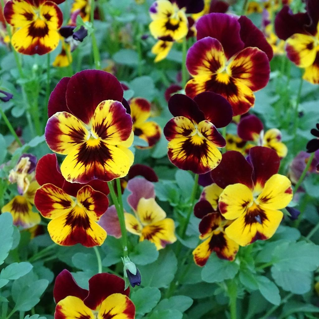 Viola wittrockiana Cool Wave Fire- Swiss Garden Pansy