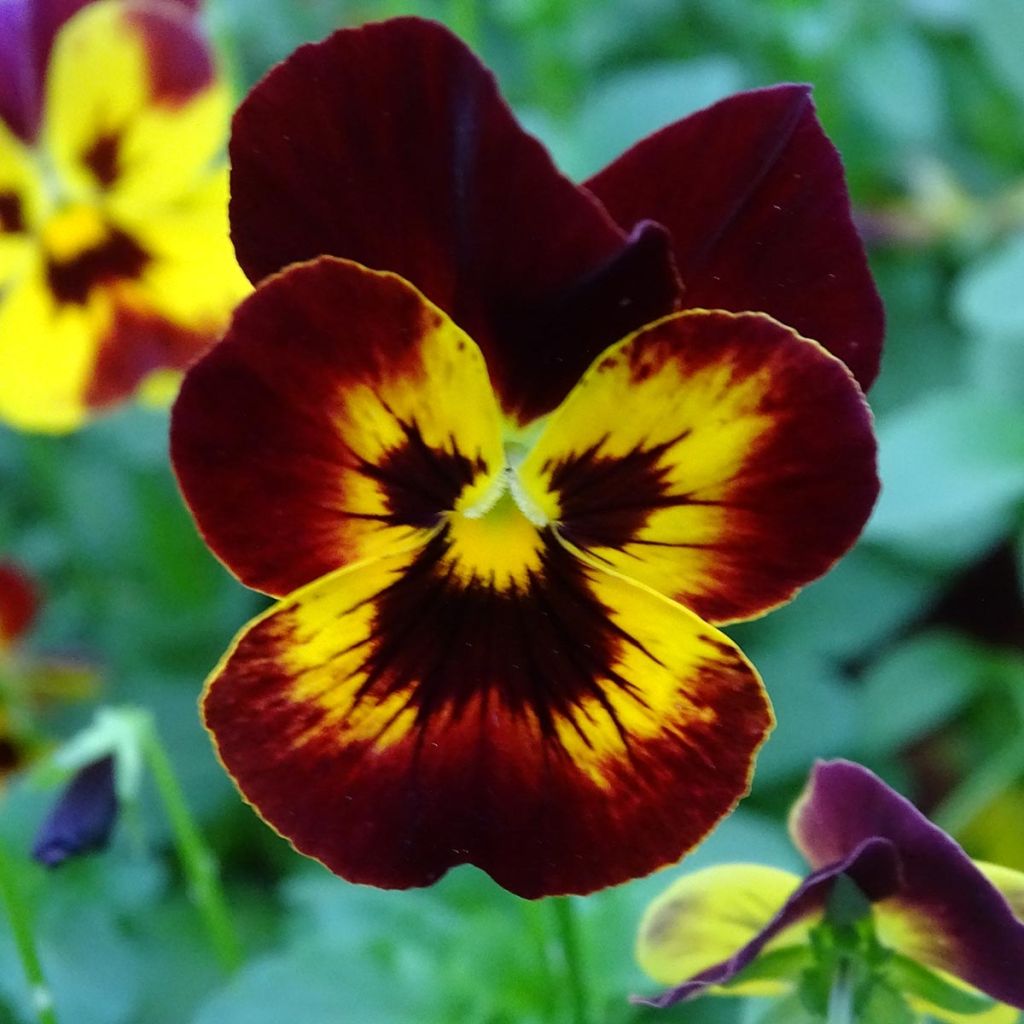 Viola wittrockiana Cool Wave Fire- Swiss Garden Pansy