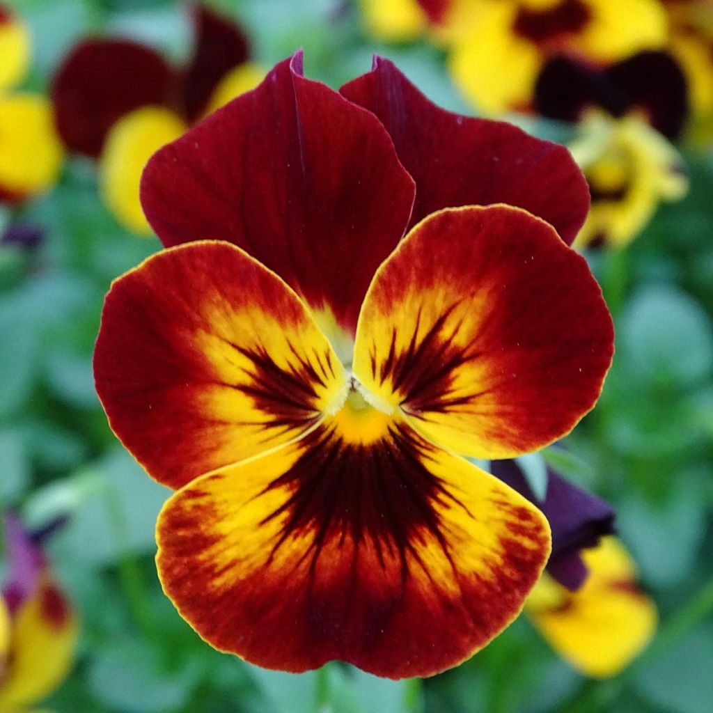 Viola wittrockiana Cool Wave Fire- Swiss Garden Pansy