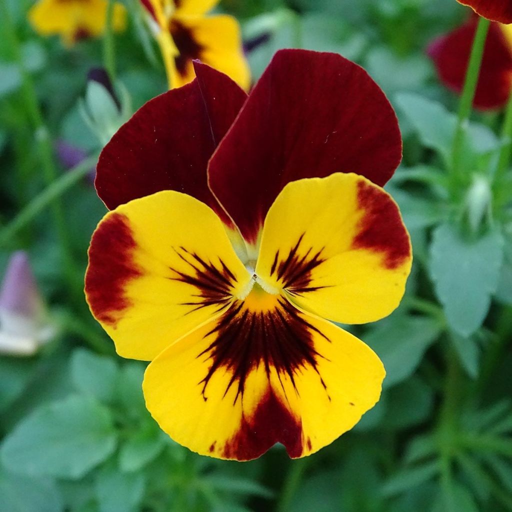 Viola wittrockiana Cool Wave Fire- Swiss Garden Pansy