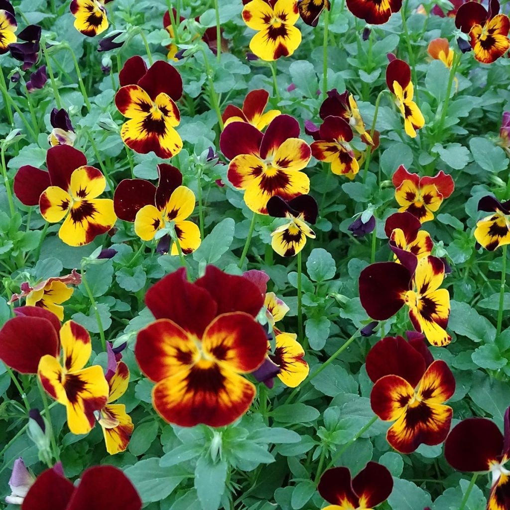 Viola wittrockiana Cool Wave Fire- Swiss Garden Pansy