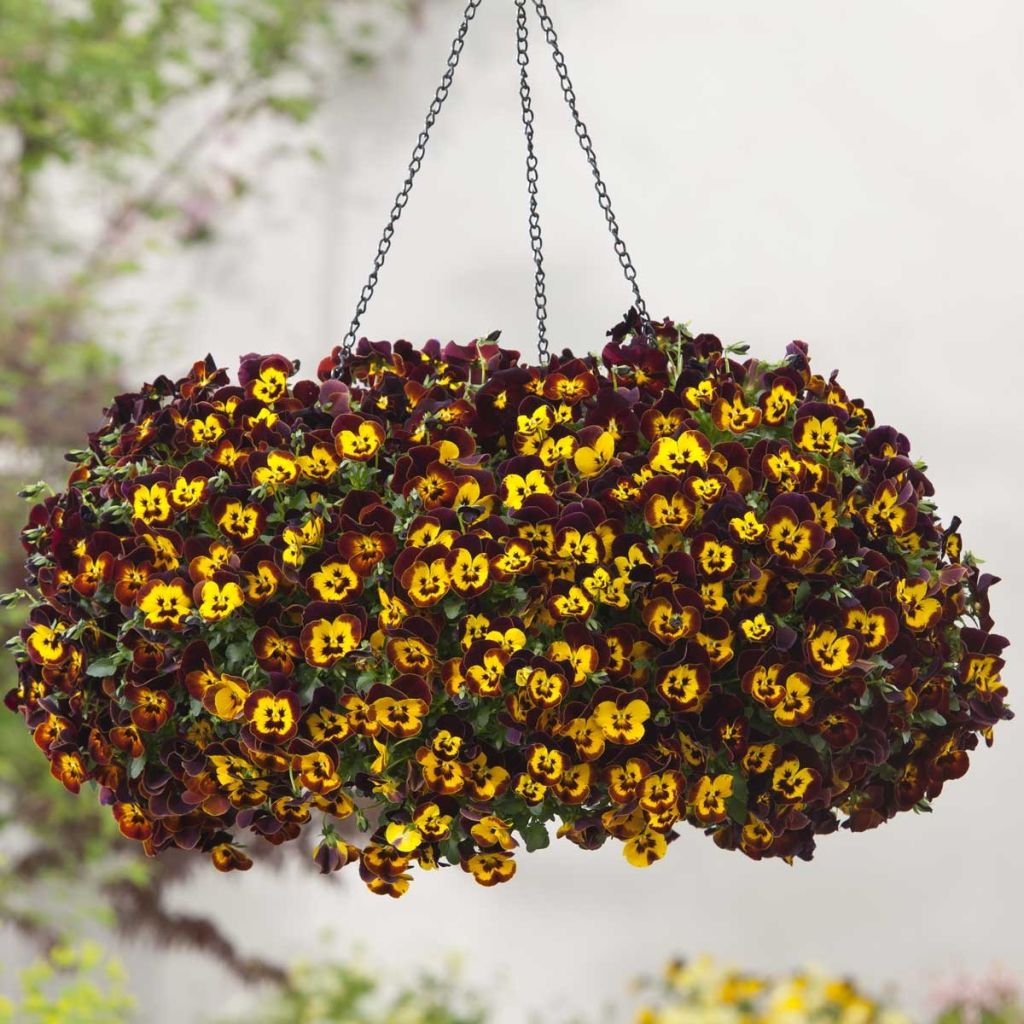 Viola wittrockiana Cool Wave Fire- Swiss Garden Pansy