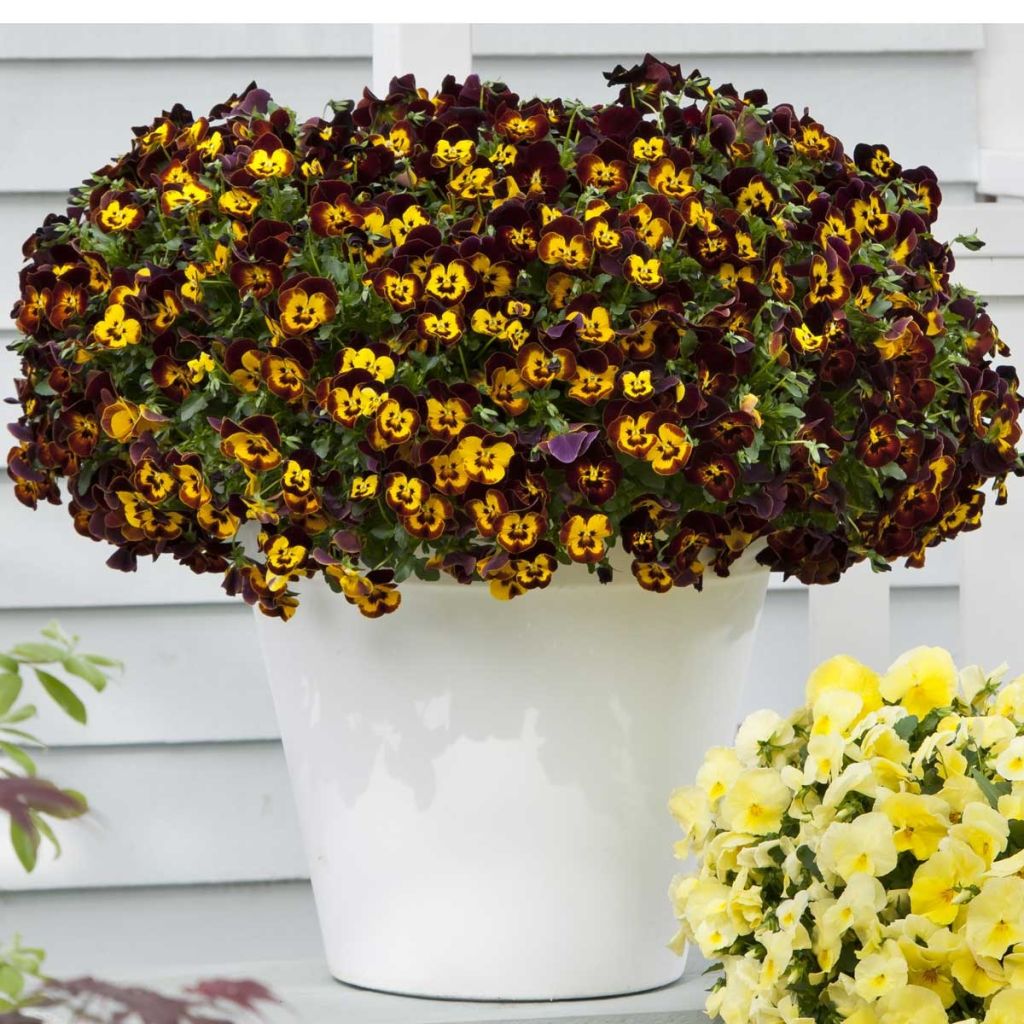 Viola wittrockiana Cool Wave Fire- Swiss Garden Pansy