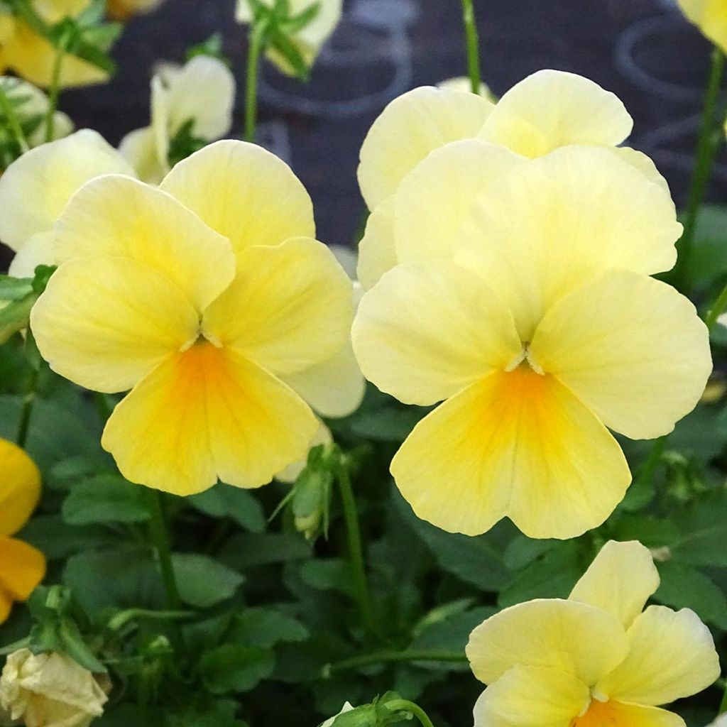 Viola wittrockiana Cool Wave Lemon- Swiss Garden Pansy