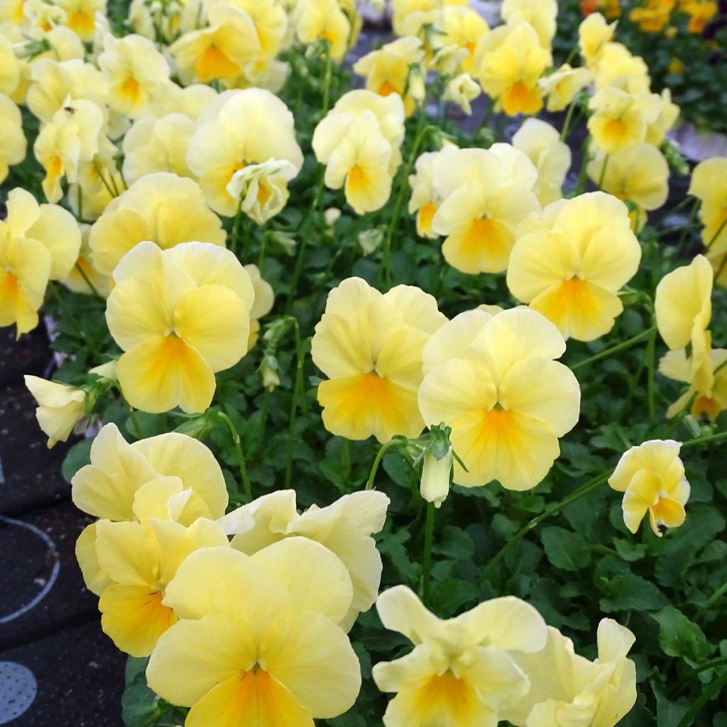 Viola wittrockiana Cool Wave Lemon- Swiss Garden Pansy