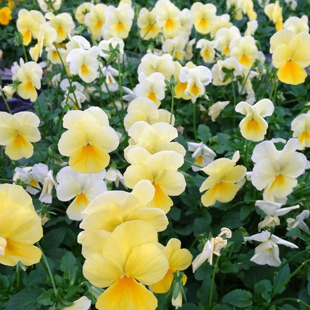 Viola wittrockiana Cool Wave Lemon- Swiss Garden Pansy