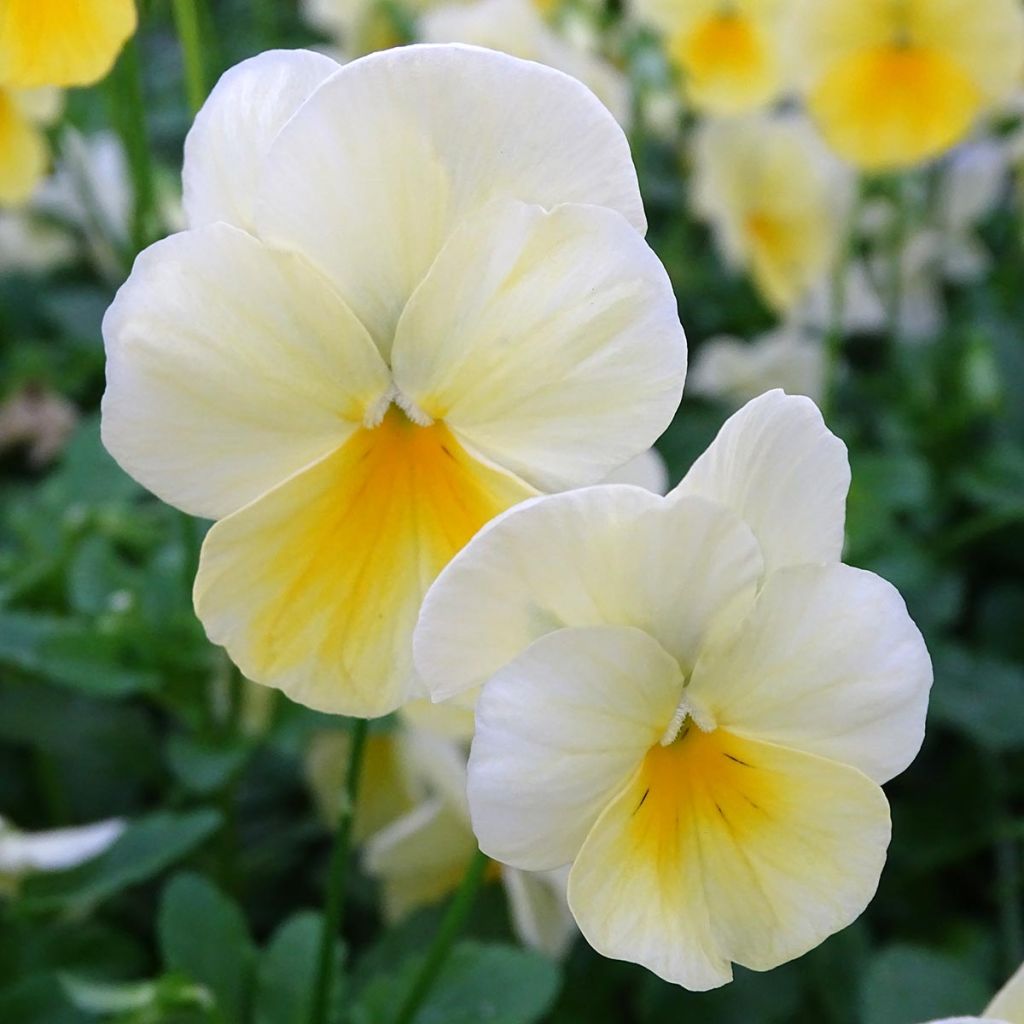 Viola wittrockiana Cool Wave Lemon- Swiss Garden Pansy