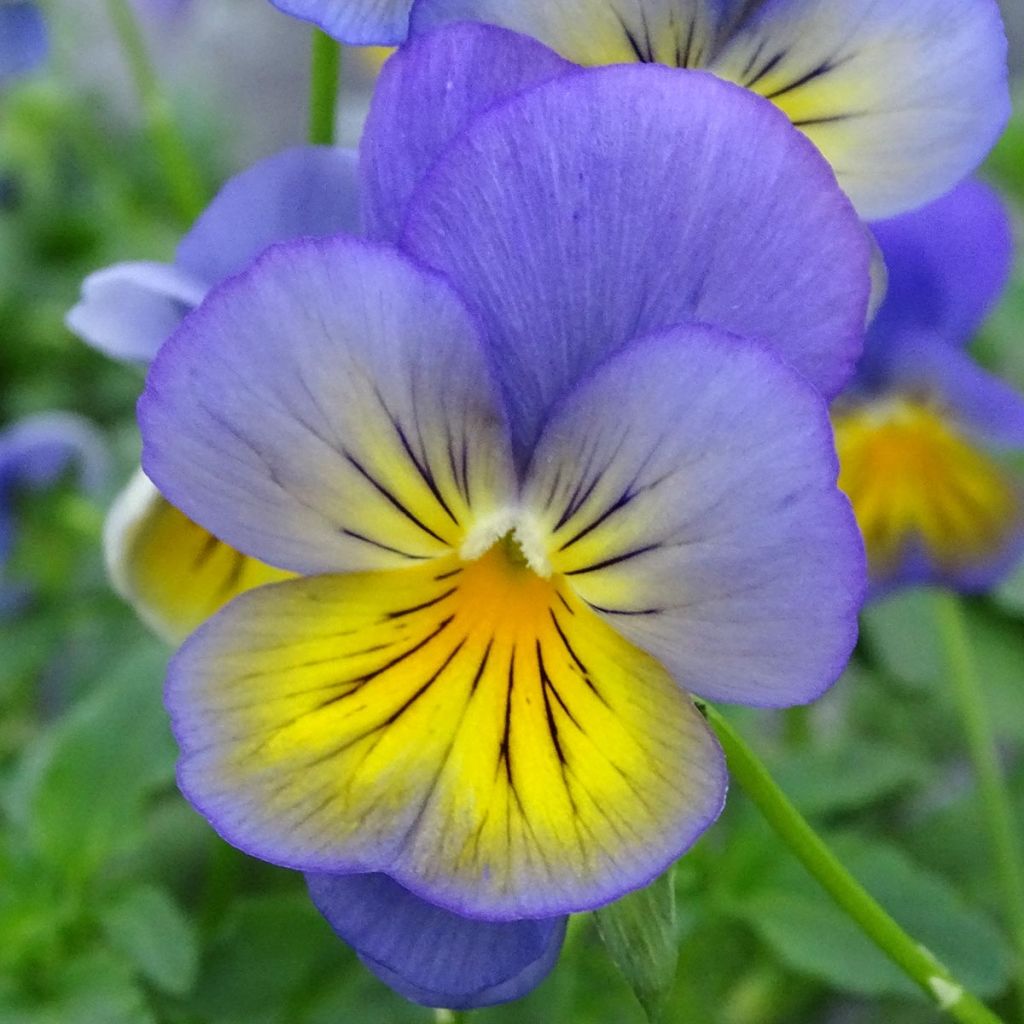 Viola hybrida Cool Wave Morpho - Pansy