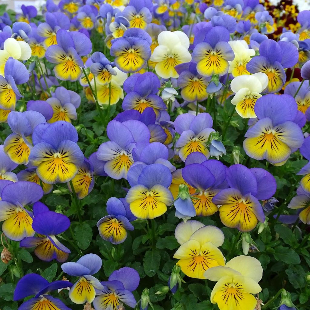 Viola hybrida Cool Wave Morpho - Pansy