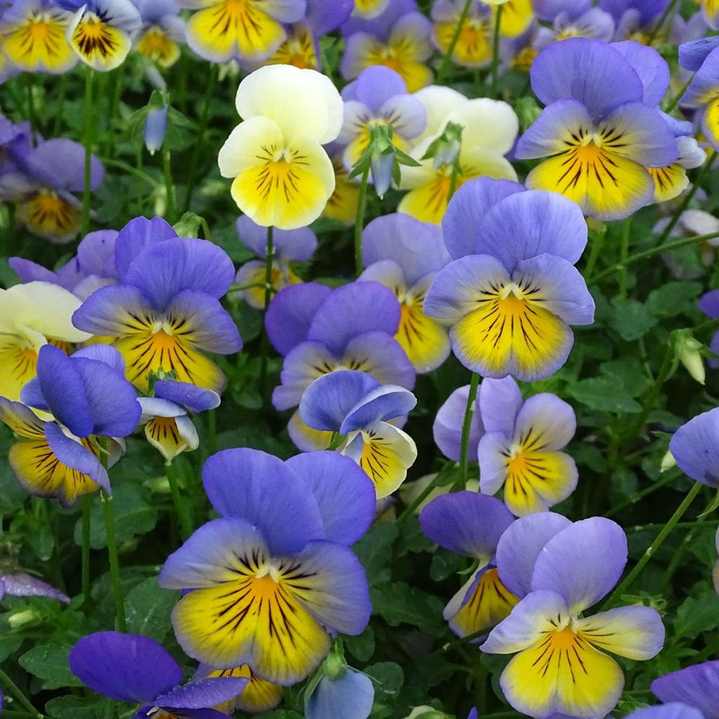 Viola hybrida Cool Wave Morpho - Pansy