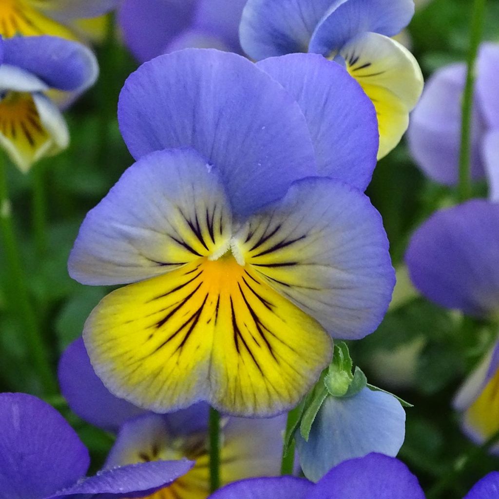Viola hybrida Cool Wave Morpho - Pansy