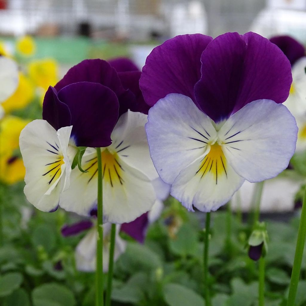 Viola wittrockiana Cool Wave Purple Wing- Swiss Garden Pansy