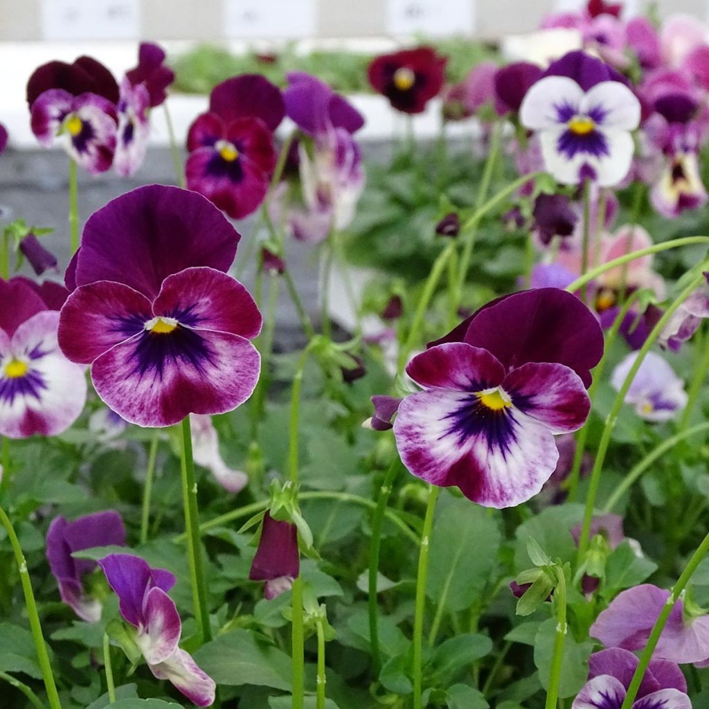 Viola Cool Wave Raspberry - Medium-flowered Pansy