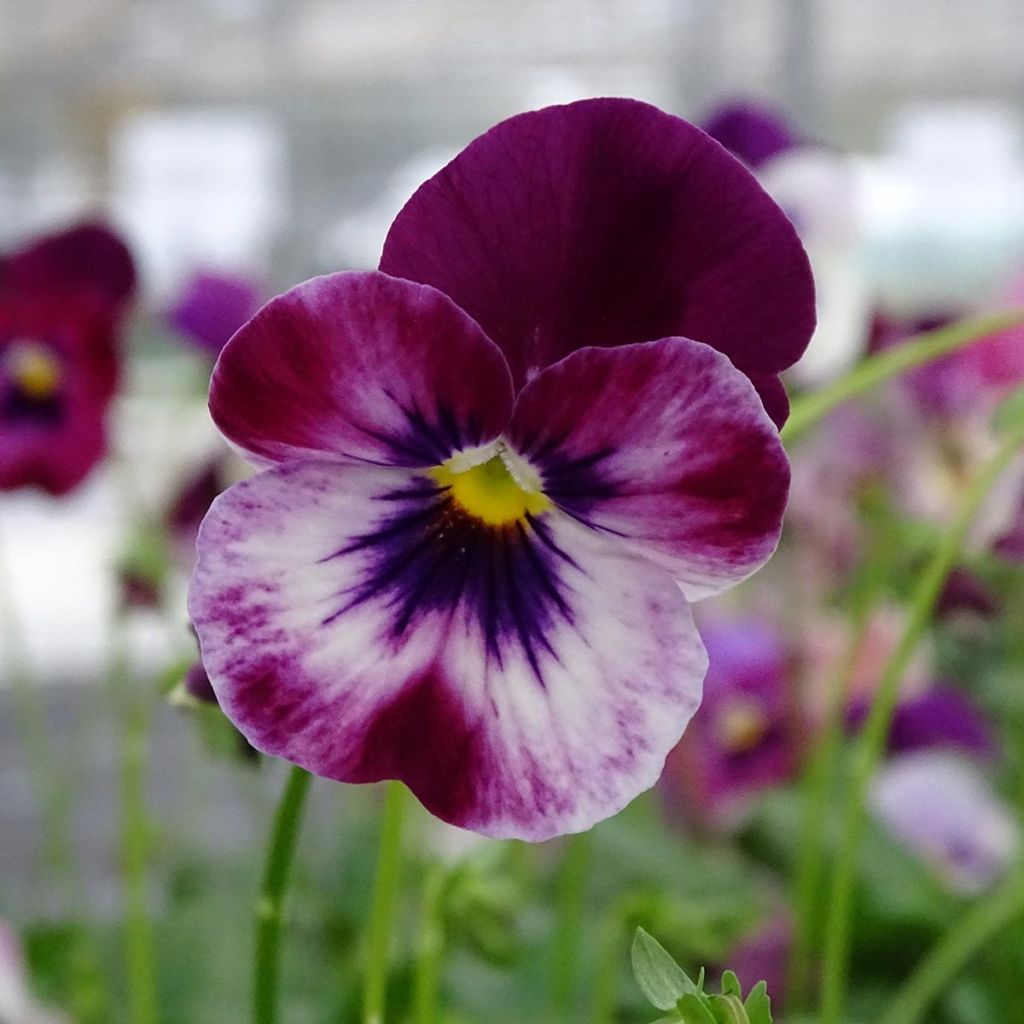 Viola Cool Wave Raspberry - Medium-flowered Pansy