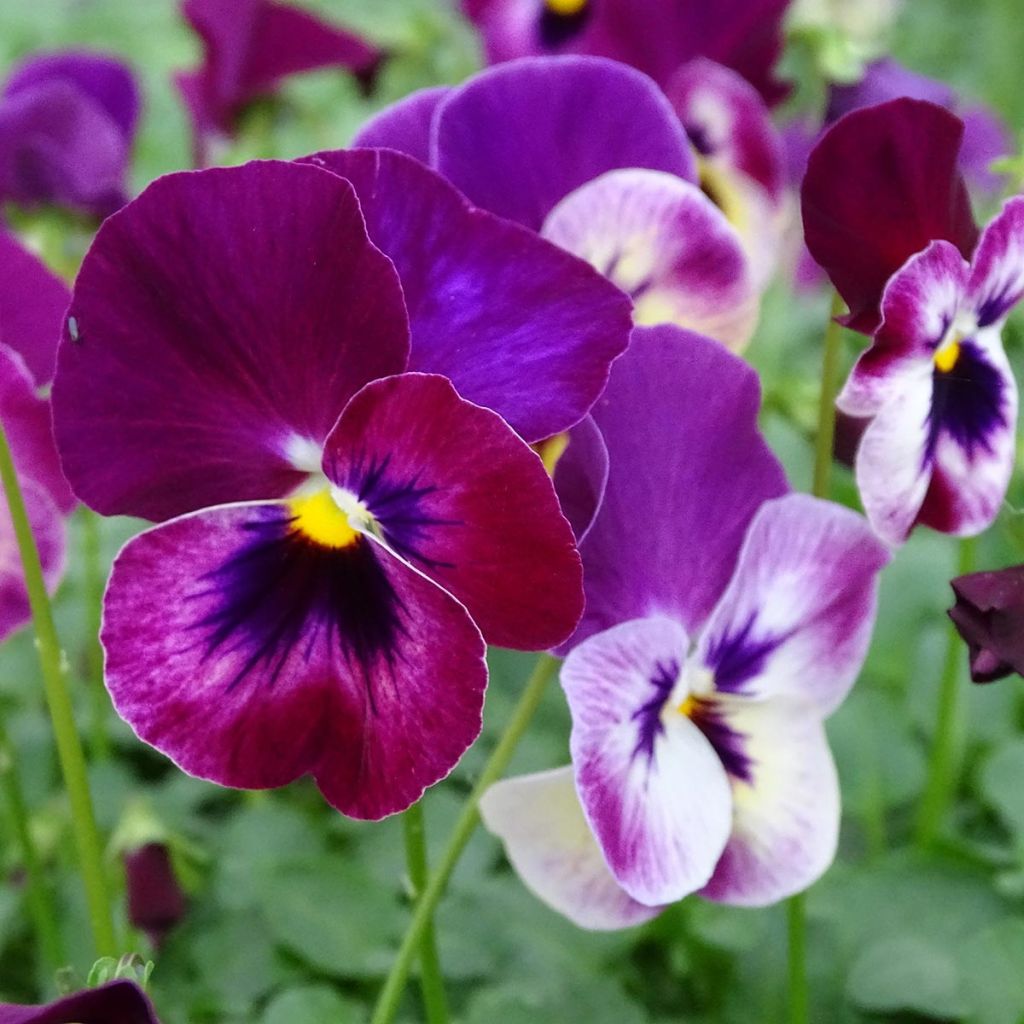 Viola Cool Wave Raspberry - Medium-flowered Pansy