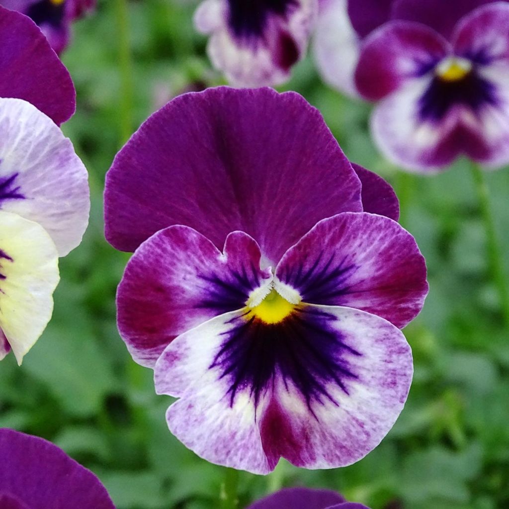 Viola Cool Wave Raspberry - Medium-flowered Pansy