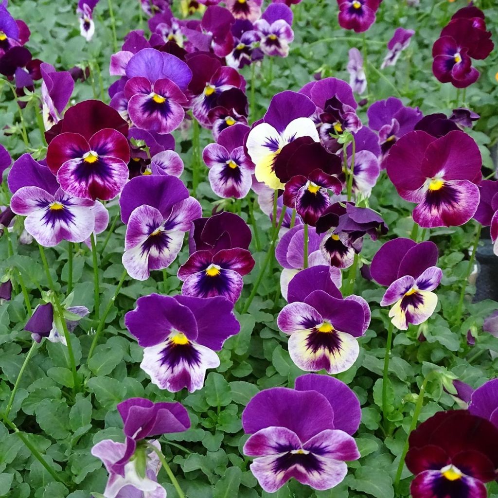 Viola Cool Wave Raspberry - Medium-flowered Pansy