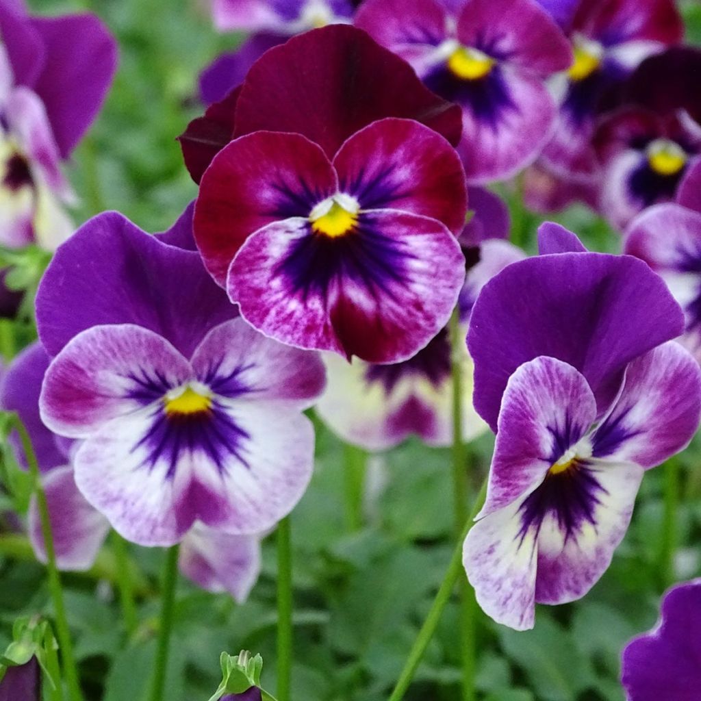 Viola Cool Wave Raspberry - Medium-flowered Pansy