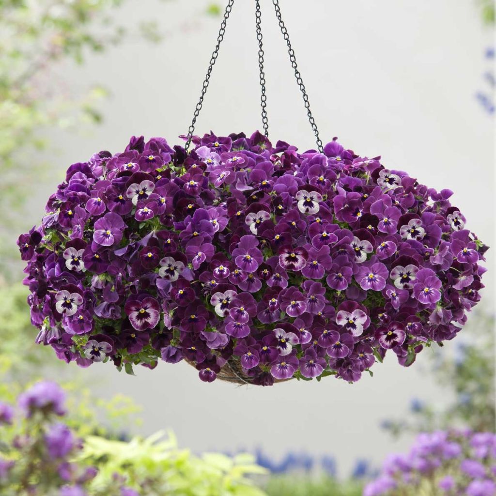 Viola Cool Wave Raspberry - Medium-flowered Pansy