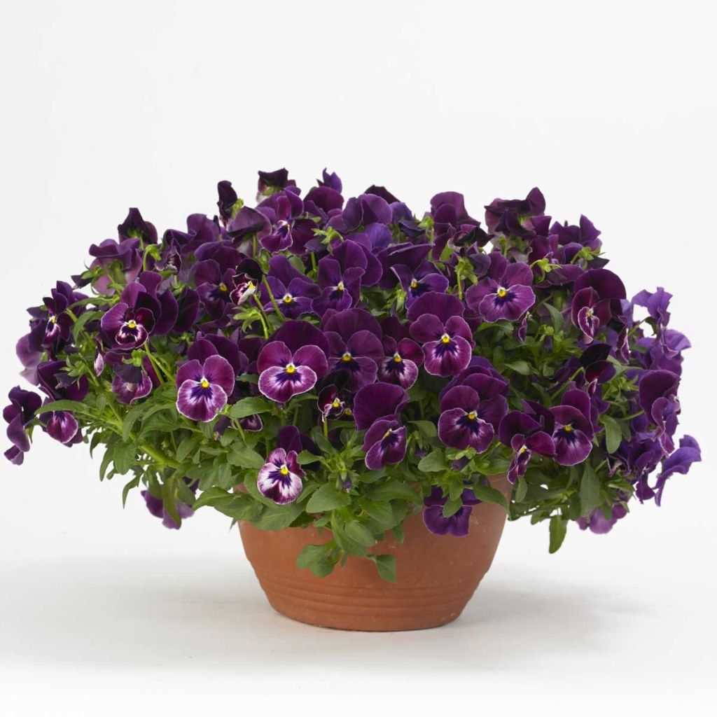 Viola Cool Wave Raspberry - Medium-flowered Pansy
