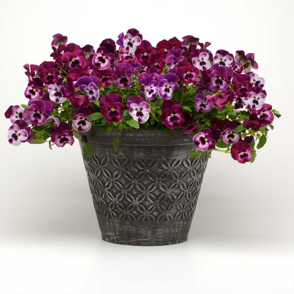 Viola Cool Wave Raspberry - Medium-flowered Pansy