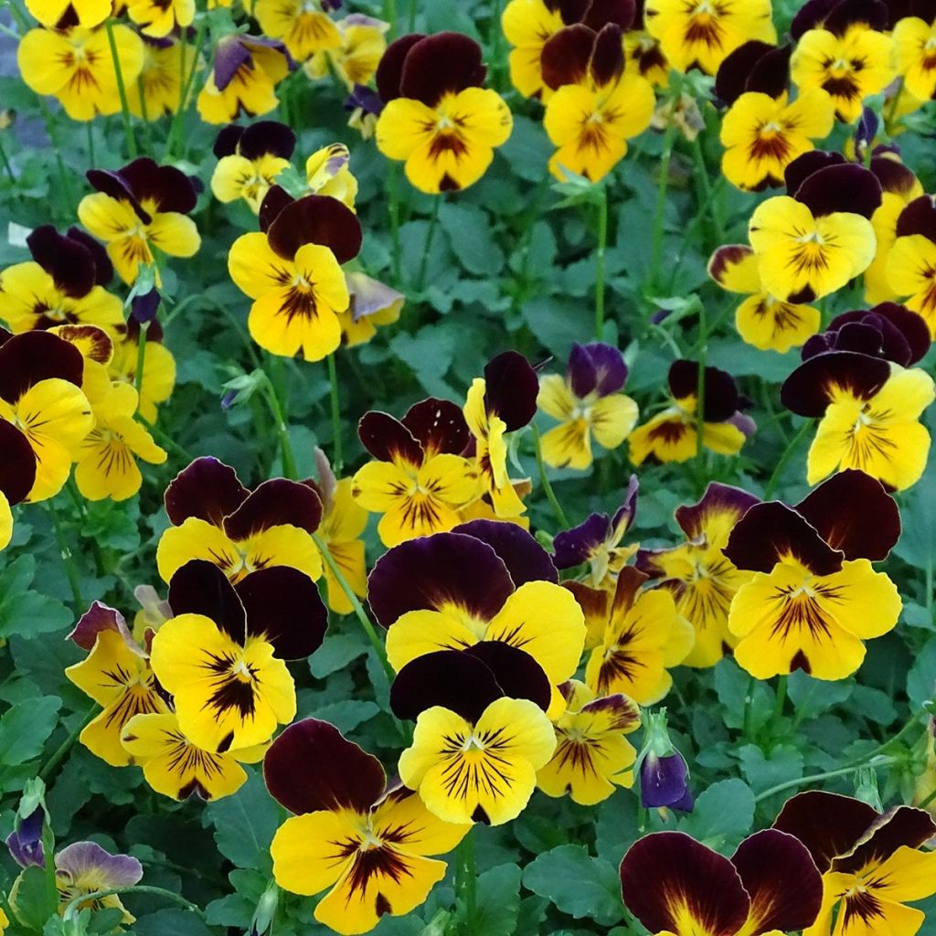 Viola wittrockiana Cool Wave Red Wing- Swiss Garden Pansy