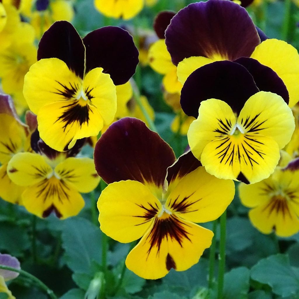 Viola wittrockiana Cool Wave Red Wing- Swiss Garden Pansy