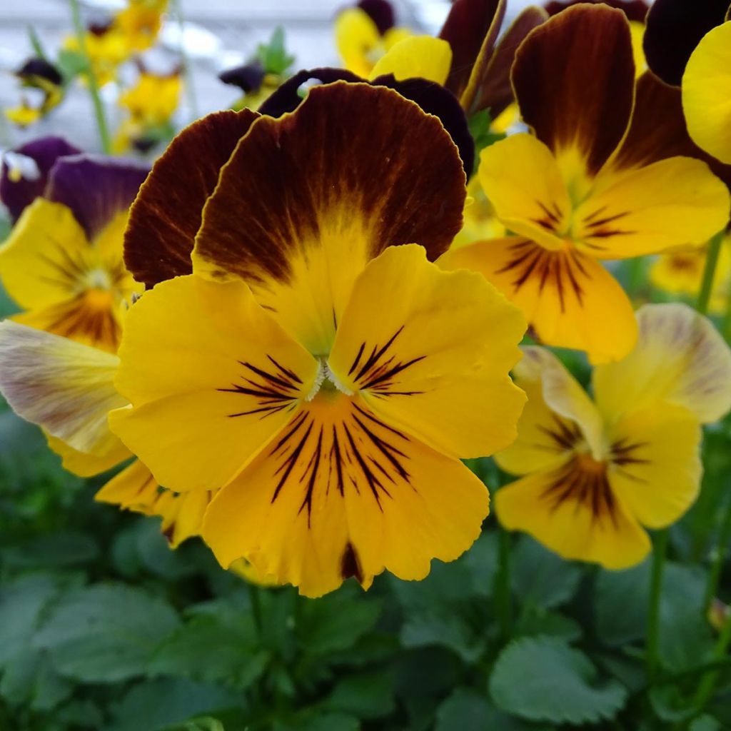 Viola wittrockiana Cool Wave Red Wing- Swiss Garden Pansy