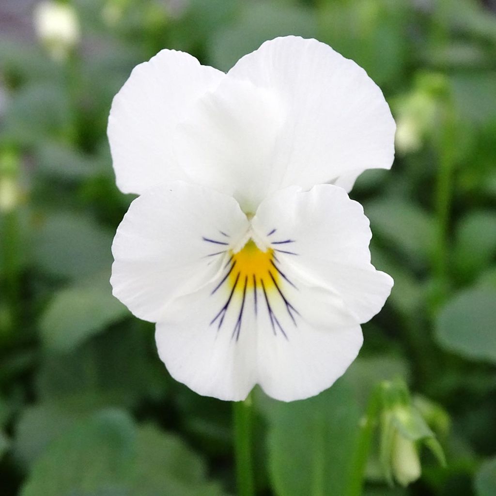 Trailing Pansy Cool Wave White plug plant