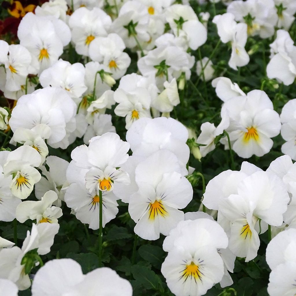 Trailing Pansy Cool Wave White plug plant