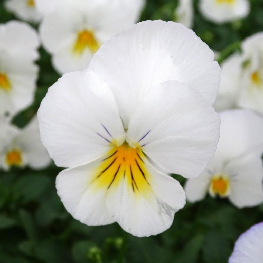 Trailing Pansy Cool Wave White plug plant