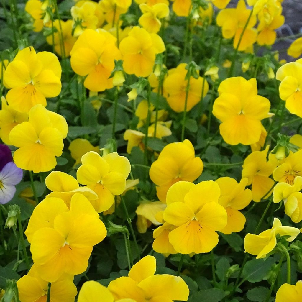 Trailing Pansy Cool Wave Golden Yellow plug plants