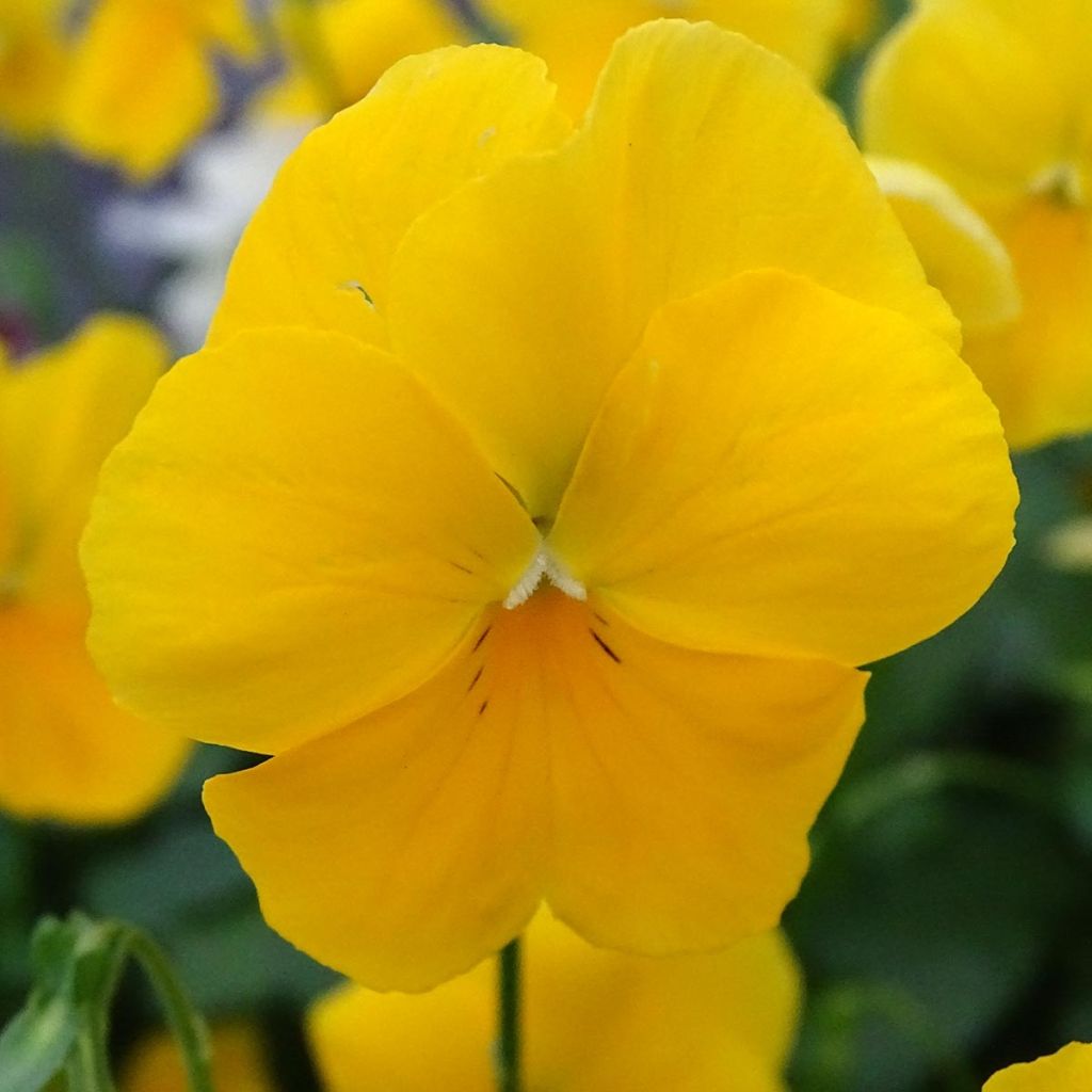 Trailing Pansy Cool Wave Golden Yellow plug plants