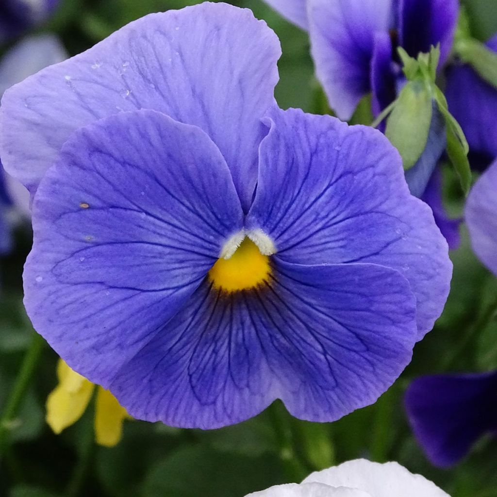 Viola wittrockiana Prim Up Ocean Mix