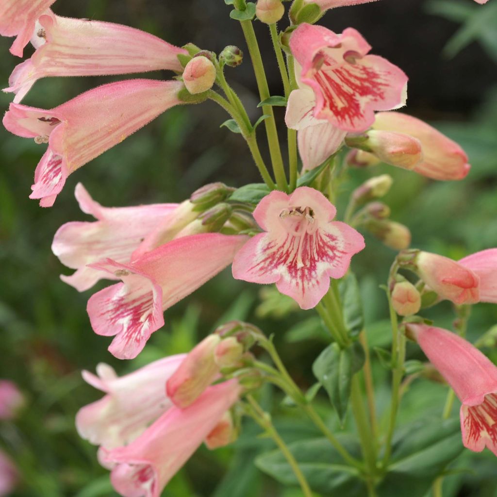 Penstemon Hewell Pink Bedder - Galane