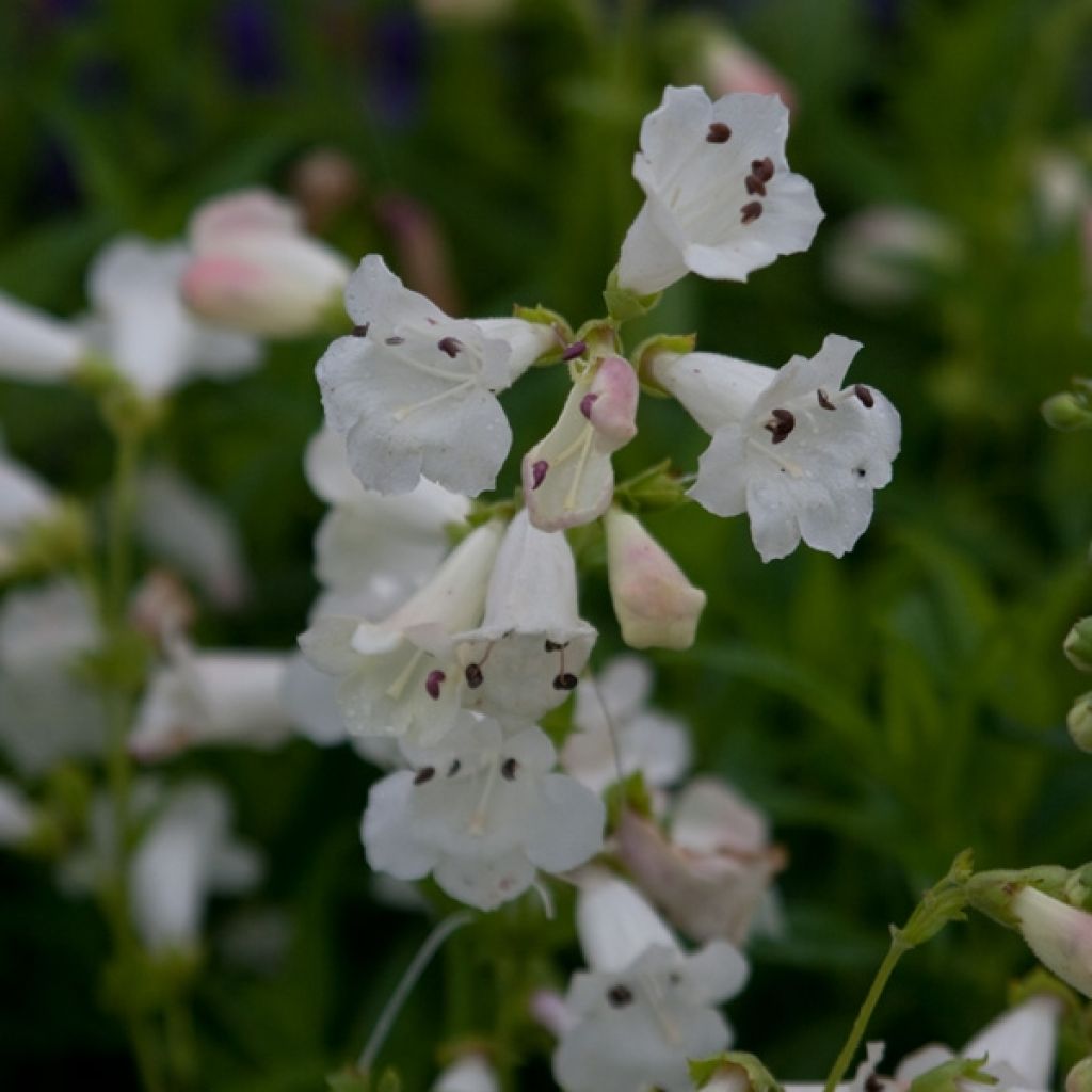 Penstemon white bedder