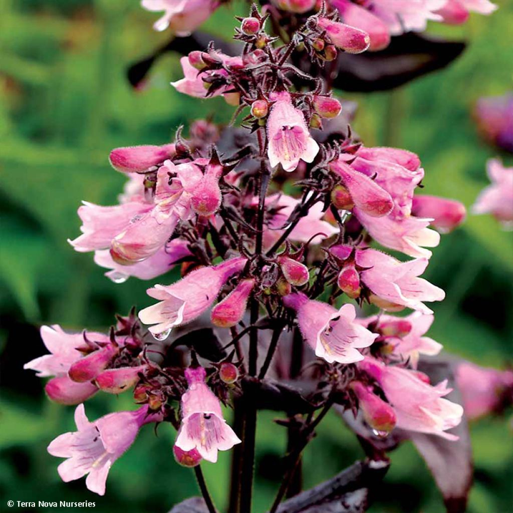 Penstemon digitalis Dakota Burgundy (Dakota Series) - Galane