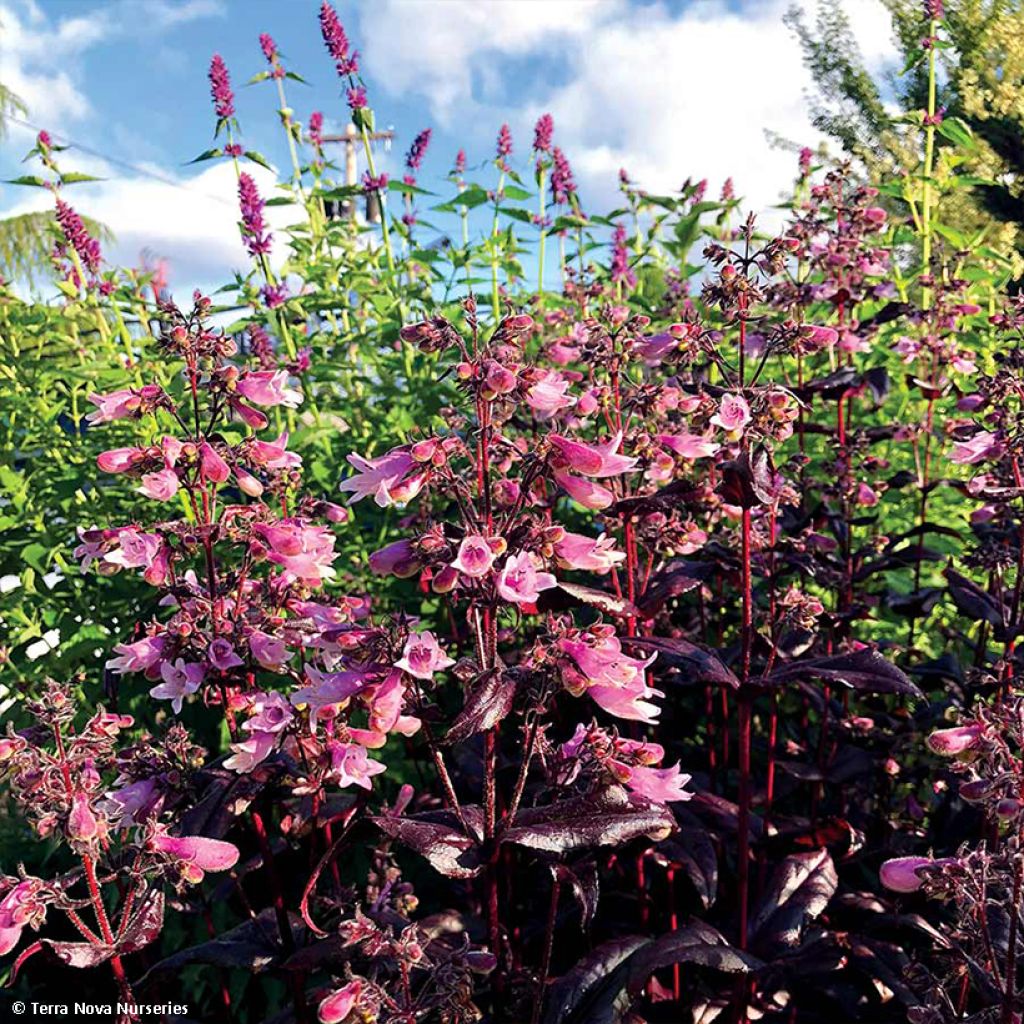 Penstemon digitalis Dakota Burgundy (Dakota Series) - Galane