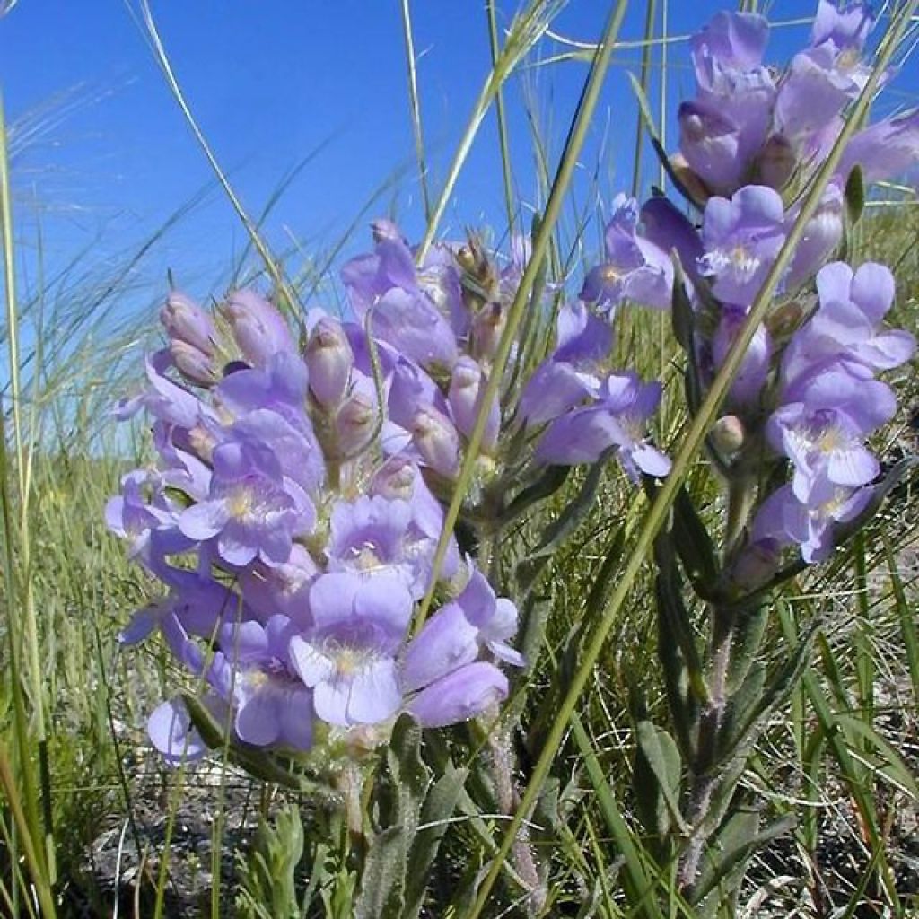 Penstemon glaber - Galane