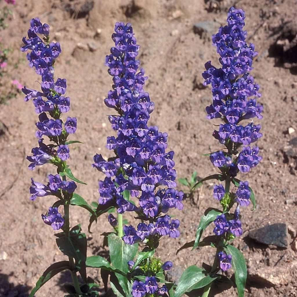 Penstemon glaber - Galane